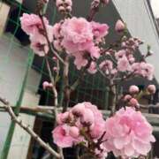 ヒメ日記 2026/03/20 09:40 投稿 結衣 五反田人妻城