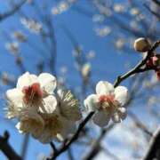 のの 🌸3月 シフト🌸 池袋角海老