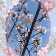 ヒメ日記 2026/03/31 15:02 投稿 紫藤(しどう) 熟女出逢い会 『百合の園』 五反田店