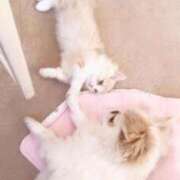 ヒメ日記 2026/04/02 10:18 投稿 うた Evolution 2nd