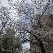 ヒメ日記 2026/04/07 15:27 投稿 秋月ゆりあ Aroma The Rich