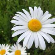 ヒメ日記 2026/03/05 05:19 投稿 むつみ 人妻美人館