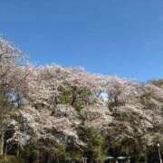 ヒメ日記 2026/04/06 14:06 投稿 はるき 吉原ファーストレディ