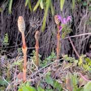 ヒメ日記 2026/03/04 21:58 投稿 キリカ ハピネス＆ドリーム福岡