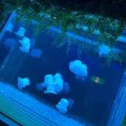 ヒメ日記 2026/06/29 17:49 投稿 れいら♡究極！のど輪締め♡ ぴゅあぱい熊本♡ぽちゃかわ巨乳専門♡誠実すぎる風俗♡返金保証店♡