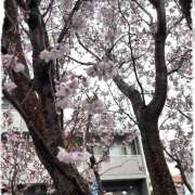 ヒメ日記 2026/03/21 02:00 投稿 中条 池田マッサージ