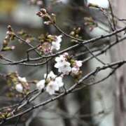 ふみか 桜 奥鉄オクテツ神奈川店（デリヘル市場グループ）