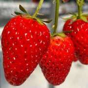 ヒメ日記 2026/03/31 20:12 投稿 三葉ゆら アラフォーna奥様 アラフィフna奥様（埼玉ハレ系）