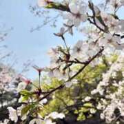 ヒメ日記 2026/04/01 09:09 投稿 永瀬もも ザイオン 会員制アロマエステ