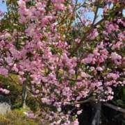 まどか お礼❤️ 熟女総本店