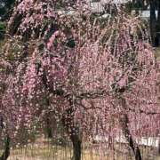 ヒメ日記 2026/03/05 18:12 投稿 まどか 熟女総本店