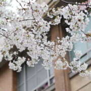 かなで バタバタとしております。 みこすり半道場 大阪店