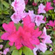 かなで 中耳炎？？なんだろう？ みこすり半道場 大阪店