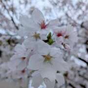 長谷川 きこ どようび🌸 妻の友人