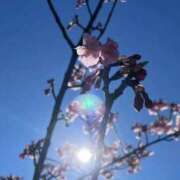 まいさん お礼 －PTA－