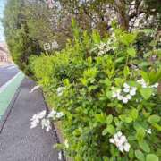 ヒメ日記 2026/03/29 09:42 投稿 白鳥 モアグループ所沢人妻城