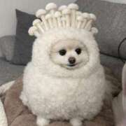 ヒメ日記 2026/02/28 23:13 投稿 しき アラモード