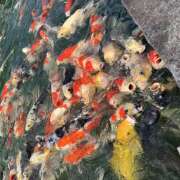 石塚檸檬 れもんです♡ 大阪人妻花壇