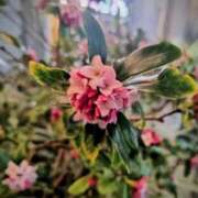 ヒメ日記 2026/03/08 14:55 投稿 美咲 CLASSY（クラッシー）.神戸