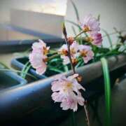 ヒメ日記 2026/03/23 09:47 投稿 美咲 CLASSY（クラッシー）.神戸