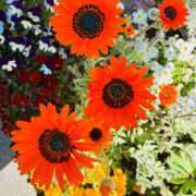 ヒメ日記 2026/04/08 12:26 投稿 はづき モアグループ川越人妻花壇