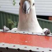 ヒメ日記 2026/03/22 14:49 投稿 いつき 奥様プリモ