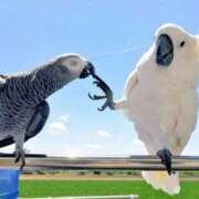 ヒメ日記 2026/03/29 16:39 投稿 いつき 奥様プリモ