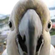 ヒメ日記 2026/04/15 12:49 投稿 いつき 奥様プリモ