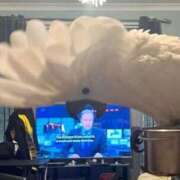 ヒメ日記 2026/04/16 23:29 投稿 いつき 奥様プリモ