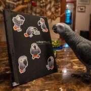 ヒメ日記 2026/04/22 21:19 投稿 いつき 奥様プリモ