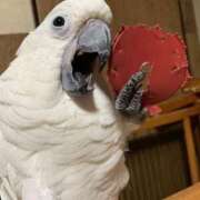 ヒメ日記 2026/04/25 13:49 投稿 いつき 奥様プリモ