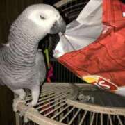 ヒメ日記 2026/04/27 04:09 投稿 いつき 奥様プリモ