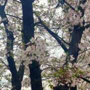 はずき おはなみ〜🌸🍒 大高・大府市・東海市ちゃんこ