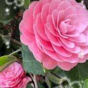 ヒメ日記 2026/03/18 17:14 投稿 しずか One More 奥様 小岩店