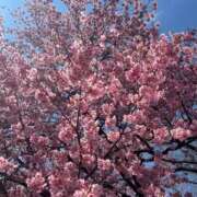 ヒメ日記 2026/03/28 11:15 投稿 しずか One More 奥様 小岩店