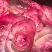 ヒメ日記 2026/03/29 13:35 投稿 しずか One More 奥様 小岩店