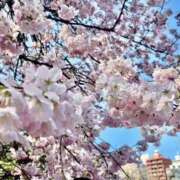 しずか 桜舞う One More 奥様 小岩店