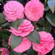 ヒメ日記 2026/04/07 12:45 投稿 しずか One More 奥様 小岩店