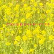 ヒメ日記 2026/03/10 18:31 投稿 すみれ 横浜人妻ヒットパレード（シンデレラグループ）