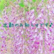 高梨すみれ 今週の出勤日のお知らせです♪ 大人めシンデレラ 新横浜店（シンデレラグループ）