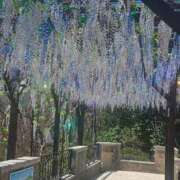 ヒメ日記 2026/04/09 07:57 投稿 涼子(りょうこ) 相模原人妻城