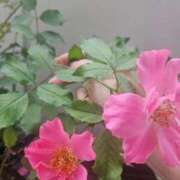 ヒメ日記 2026/10/15 09:45 投稿 涼子(りょうこ) 相模原人妻城