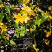 柴田 良い香りには 華恋人(カレント)