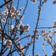 ヒメ日記 2026/03/05 16:29 投稿 すみれ 綺麗＆kirei