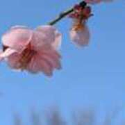 ヒメ日記 2026/03/10 19:09 投稿 すみれ 綺麗＆kirei