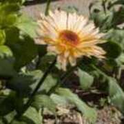 ヒメ日記 2026/03/17 17:30 投稿 すみれ 綺麗＆kirei