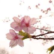 ヒメ日記 2026/03/25 17:39 投稿 すみれ 綺麗＆kirei