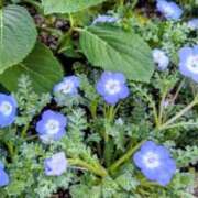 ヒメ日記 2026/03/31 17:16 投稿 すみれ 綺麗＆kirei