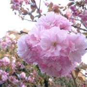 ヒメ日記 2026/04/14 17:42 投稿 すみれ 綺麗＆kirei