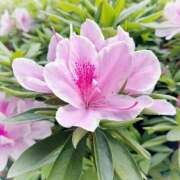 ヒメ日記 2026/04/16 17:16 投稿 すみれ 綺麗＆kirei